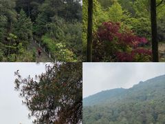 -铁山坪森林公园