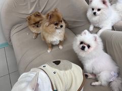 -怪兽屋·羊驼·猫咖·狗咖(俊华广场店)