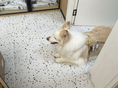 -瑞派康怡24h宠物医院·犬猫医疗中心·微创绝育(瑞景分院)