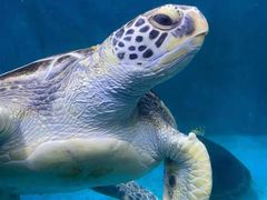 -青岛海底世界-水族馆