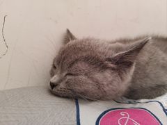 -贝康宠物医院·犬猫全科·小动物特色诊疗中心(东环路店)