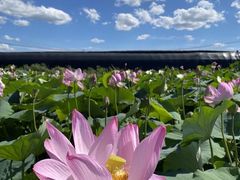 -北纬44度·金珠花海休闲农业旅游景区