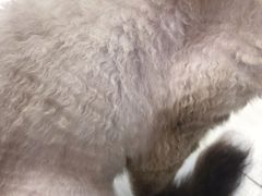 -喵的天空名猫咖啡馆·撸猫·猫舍·用品