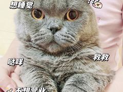 -乖乖宠物医院·猫科·急重症中心(车站北路分院)