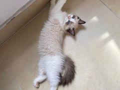 -乐琪宠物医院·犬猫专科·骨外科·急重症