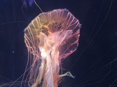 -太平洋海底世界