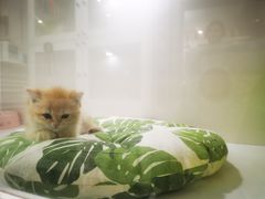 -青奢宠物·青奢猫舍