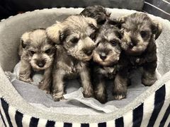 -大三元丝袜奶茶(创于2013·动感小西关店)