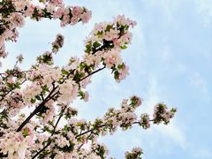 -北京国际鲜花港