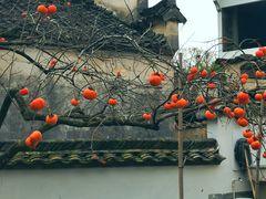 -塔川景区