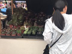 -万商花鸟市场