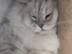 -猫友咖啡店(玉林西路店)