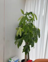 -苗医生0感祛痘连锁