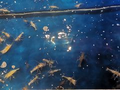 -钳真多钓虾馆·小龙虾海鲜烧烤(九六广场店)