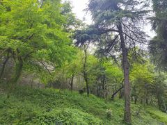 -紫金山山顶公园