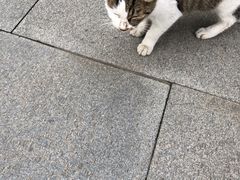 -古琴台