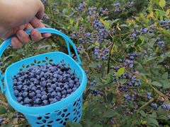 -金谷域澳洲庄园