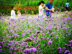 -北京东方普罗旺斯薰衣草庄园