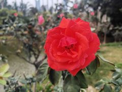 -人民公园(罗湖区)