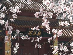 -桃花堤公园