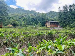 -姑婆山旅游区