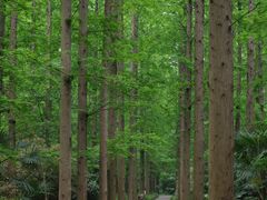 -东平国家森林公园