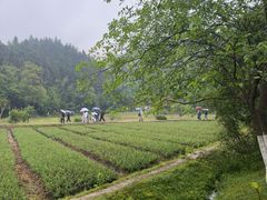 -常德桃花源景区