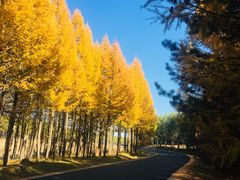 -塞罕坝国家级自然保护区