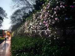 -西南政法大学(沙坪坝校区)
