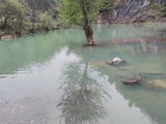 -狮子沟牧场