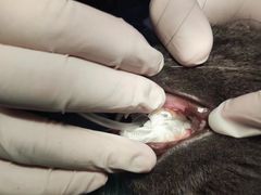 -关爱宠物医院·猫科中心·消化科(滨湖万达分院)