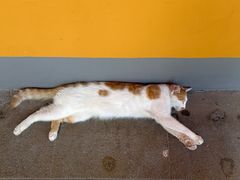 -龙华素斋(龙华路店)