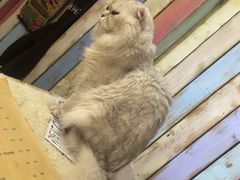 -小时光咖啡馆(开森度假森林店)