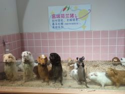 -Moni星球萌宠·小马宝莉·灵蛇·高端高阶全萌宠互动体验俱乐部(红豆国际广场店)