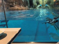 -帝企鹅自助餐厅•儿童岛•真企鹅(长隆企鹅酒店)