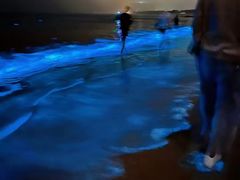 -阿弟特色海鲜餐厅·大排档(平潭店)