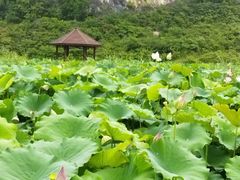 -靖西鹅泉风景区