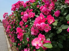 -上海滨江森林公园