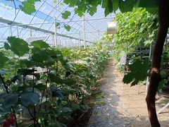 -庞各庄翠芳园西瓜蔬菜基地采摘园