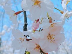 -高东镇樱花园