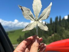 -新疆那拉提国家旅游度假区