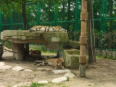 -上海野生动物园老虎餐厅