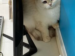 -小伙伴宠物医院·CT·骨科·眼科(高新店)