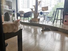 -70cat德文卷毛猫·缅因猫纯种猫舍