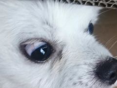 -伟伟宠物医院·CT影像中心·瑞派犬猫综合性门诊(汉口总院)