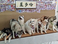 -星多哈·狗咖·拼豆·咖啡