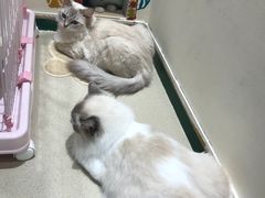 -藏猫猫咖啡主题馆(中央大道店)