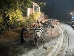 -清迈夜间动物园