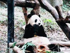 -广州长隆野生动物世界