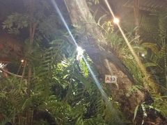 -绿光森林餐厅